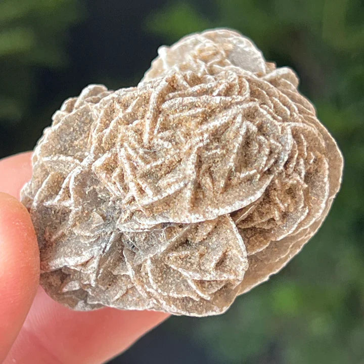 Trandafirul de Deșert natural – formațiune de gips și nisip cu aspect floral, piatră semiprețioasă pentru claritate și echilibru