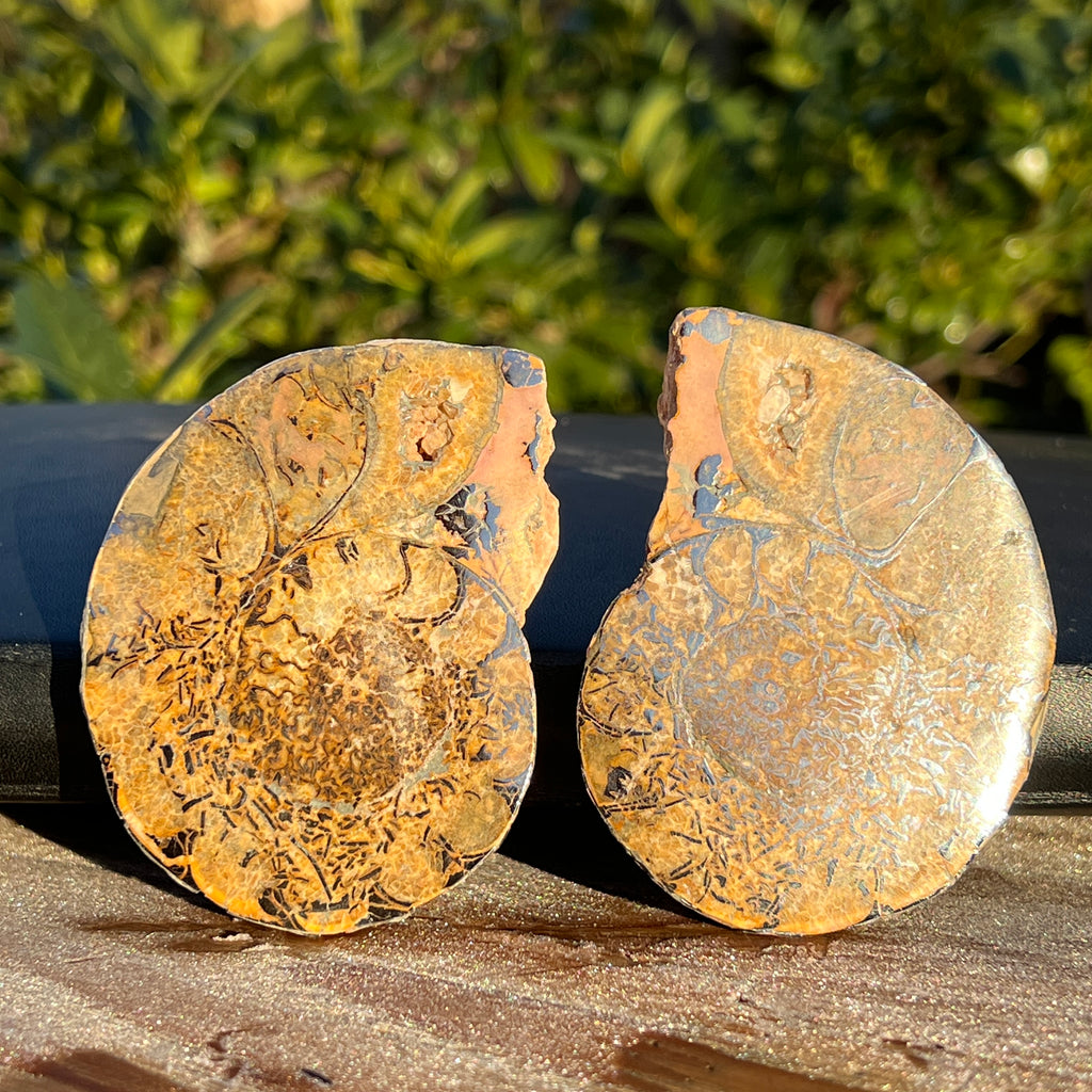 Pereche amoniti model 3, pietre semipretioase - druzy.ro 1 