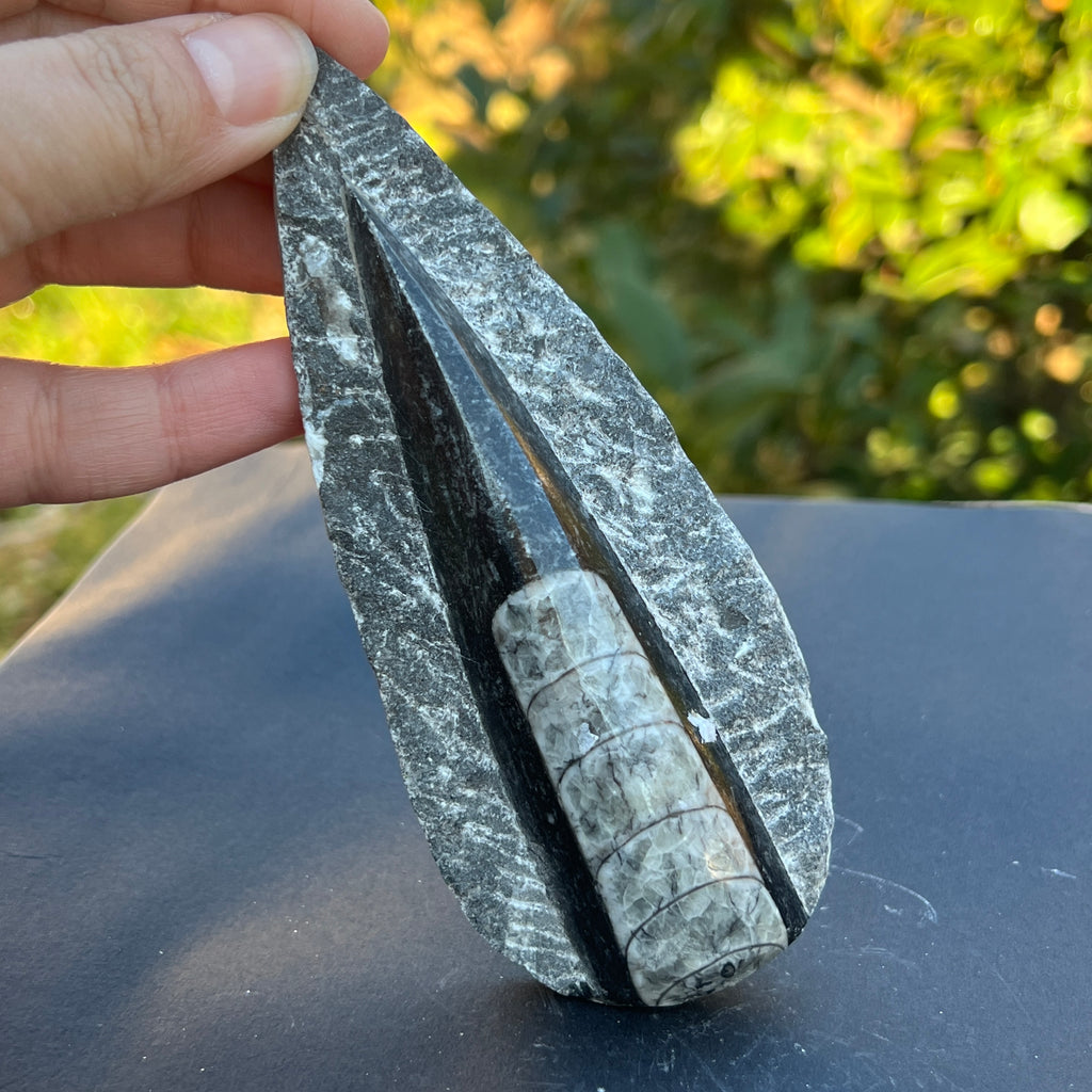Fosil Orthoceras model 9, pietre semipretioase - druzy.ro 1 