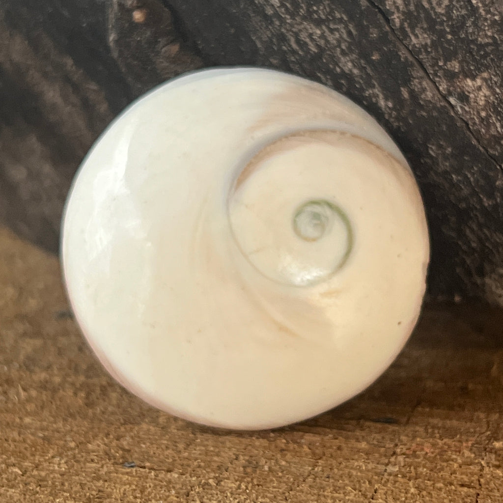 Scoică Ochiul lui Shiva, India, pietre semipretioase - druzy.ro 2 