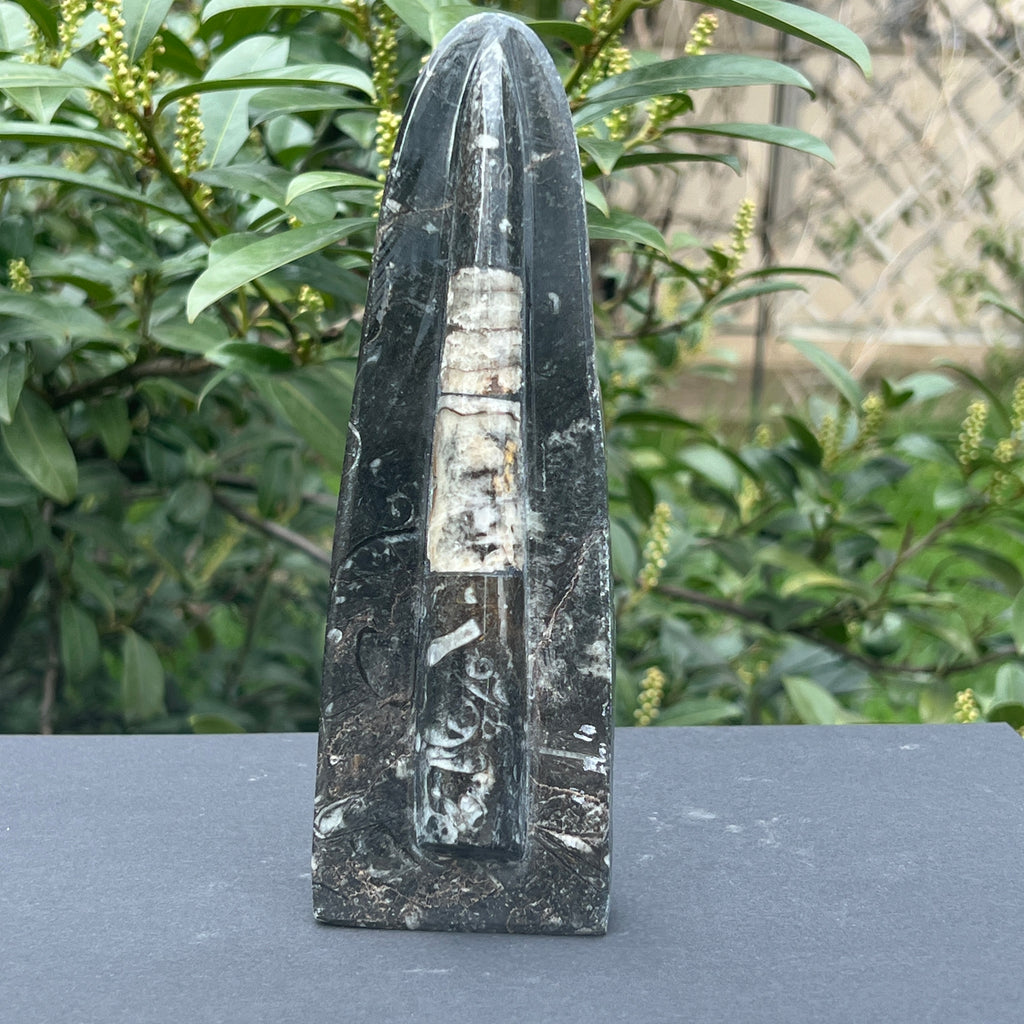 Sculptura Fosil Orthoceras, pietre semipretioase - druzy.ro 1 