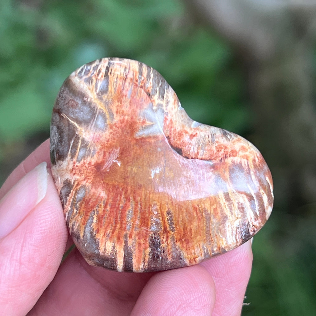 Inima lemn pietrificat, pietre semipretioase - druzy.ro 4 
