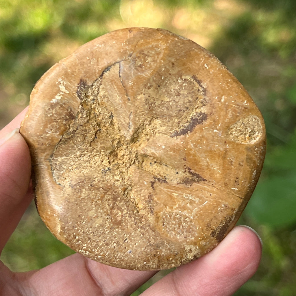Fosilă Pygurus – Echinoderm Stea de Mare | Model 8, pietre semipretioase - druzy.ro 2 