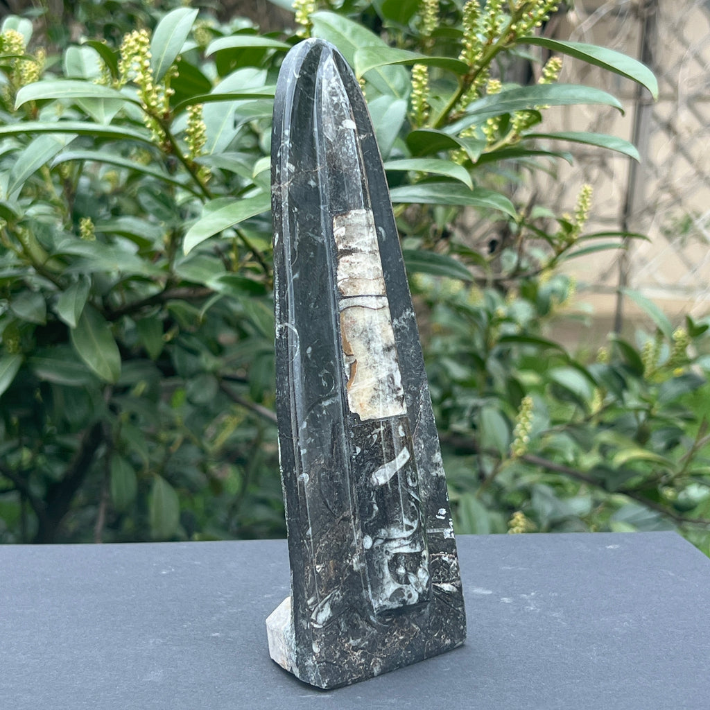 Sculptura Fosil Orthoceras, pietre semipretioase - druzy.ro 2 