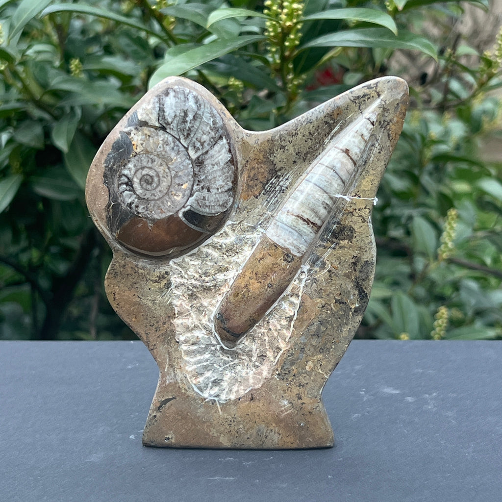 Sculptura Ammonit, Fosil Orthoceras 15 cm, pietre semipretioase - druzy.ro 2 