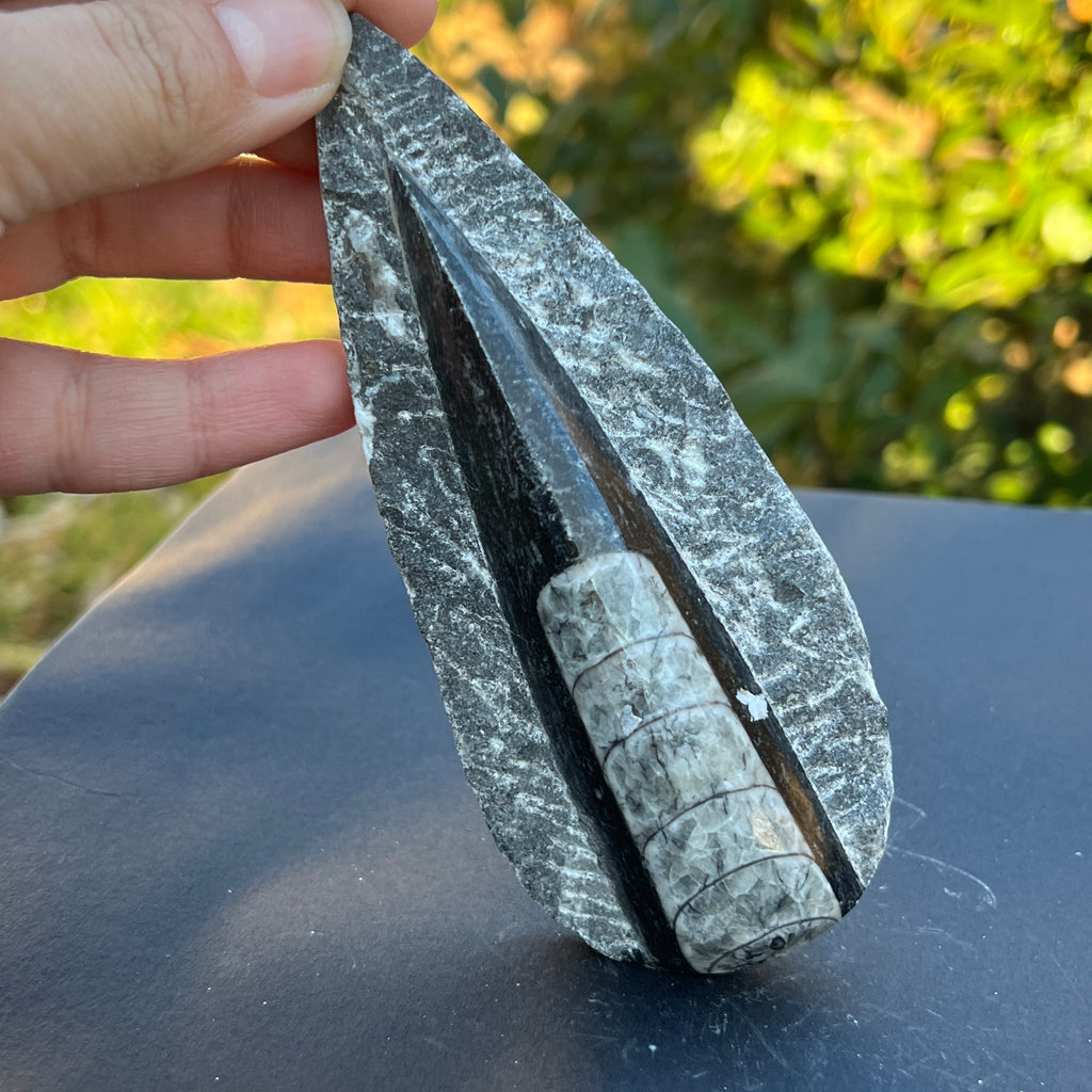 Fosil Orthoceras model 9, pietre semipretioase - druzy.ro 3 