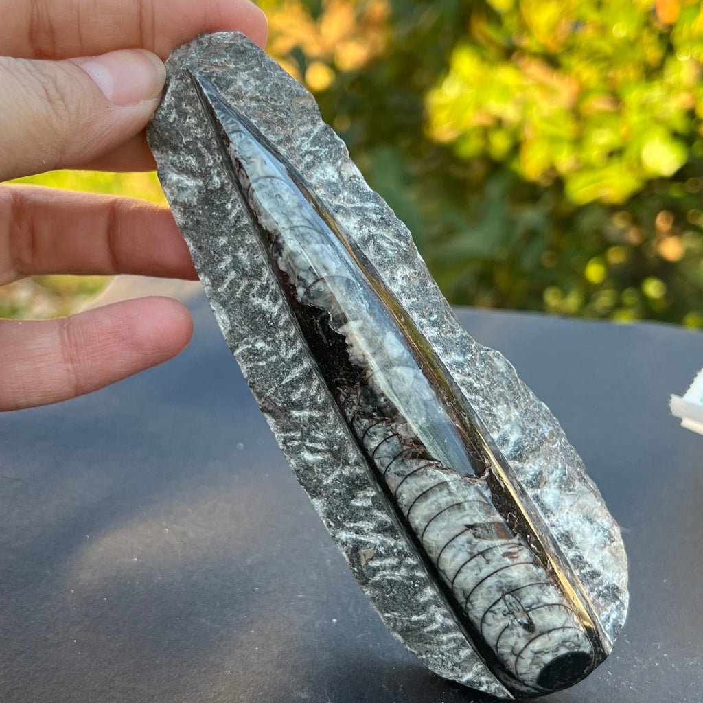 Fosil Orthoceras model 8, pietre semipretioase - druzy.ro 4 