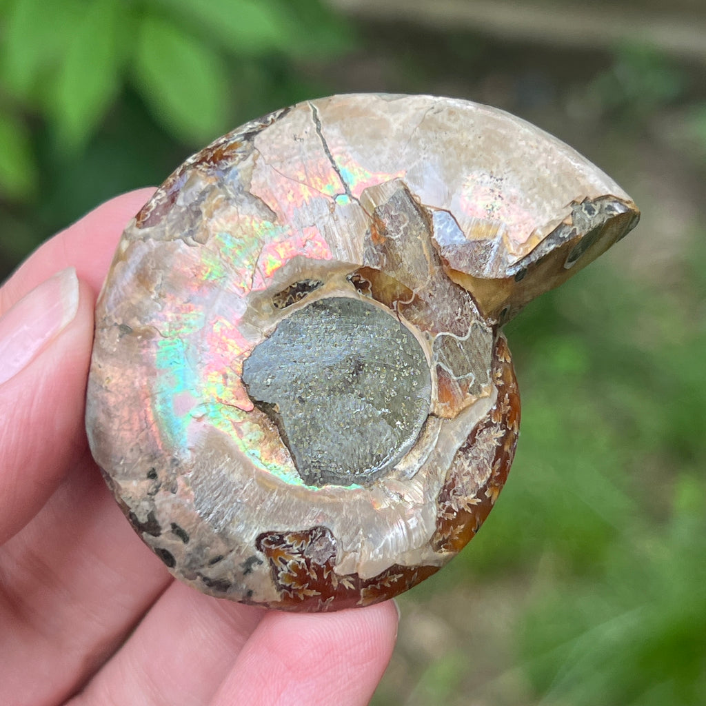 Ammonit Cleoniceras mini | Model 1, pietre semipretioase - druzy.ro 2 