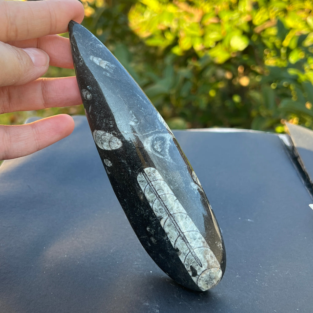 Fosil Orthoceras model 5, pietre semipretioase - druzy.ro 1 