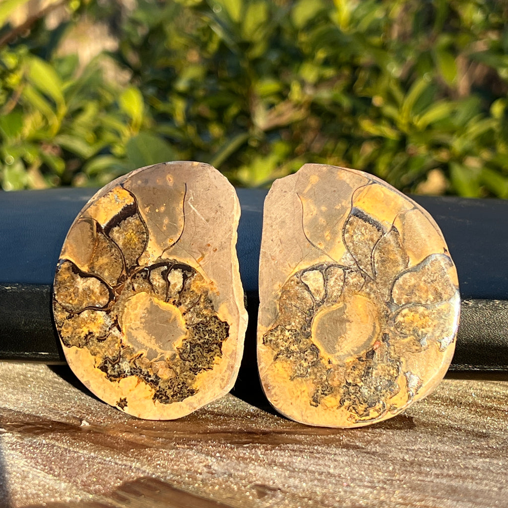 Pereche amoniti model 1, pietre semipretioase - druzy.ro 1 