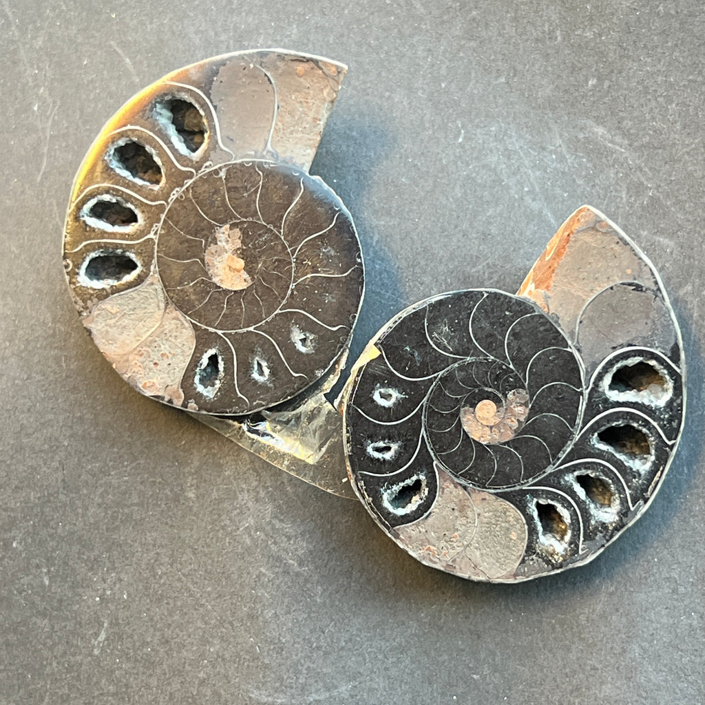 Pereche amoniti negri model 1, pietre semipretioase - druzy.ro 1 