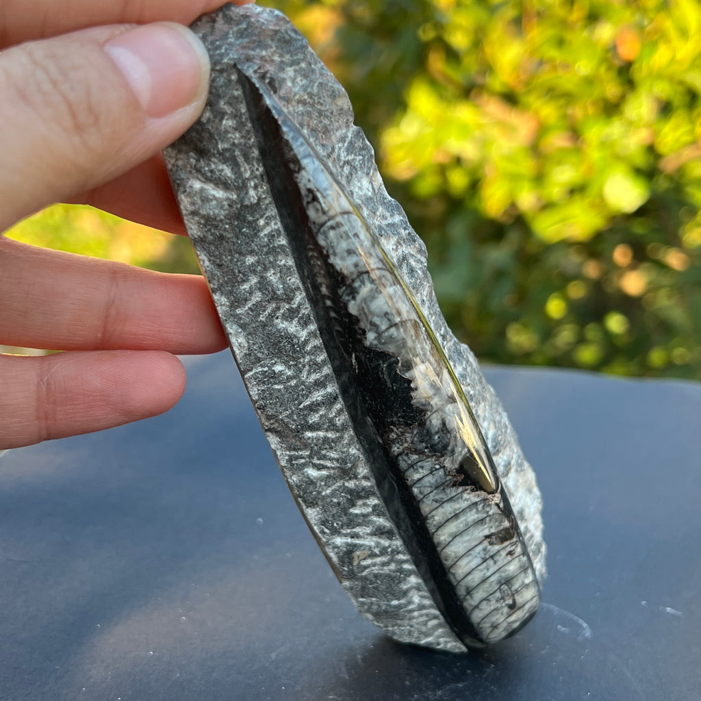 Fosil Orthoceras model 8, pietre semipretioase - druzy.ro 1 