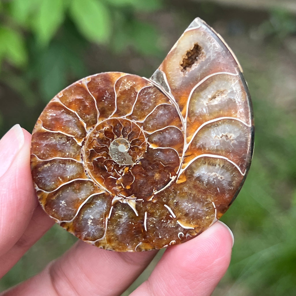 Ammonit Cleoniceras mini | Model 1, pietre semipretioase - druzy.ro 3 