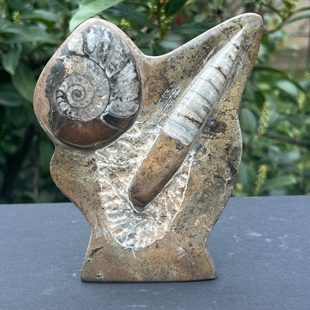 Sculptura Ammonit, Fosil Orthoceras 15 cm, pietre semipretioase - druzy.ro 1 