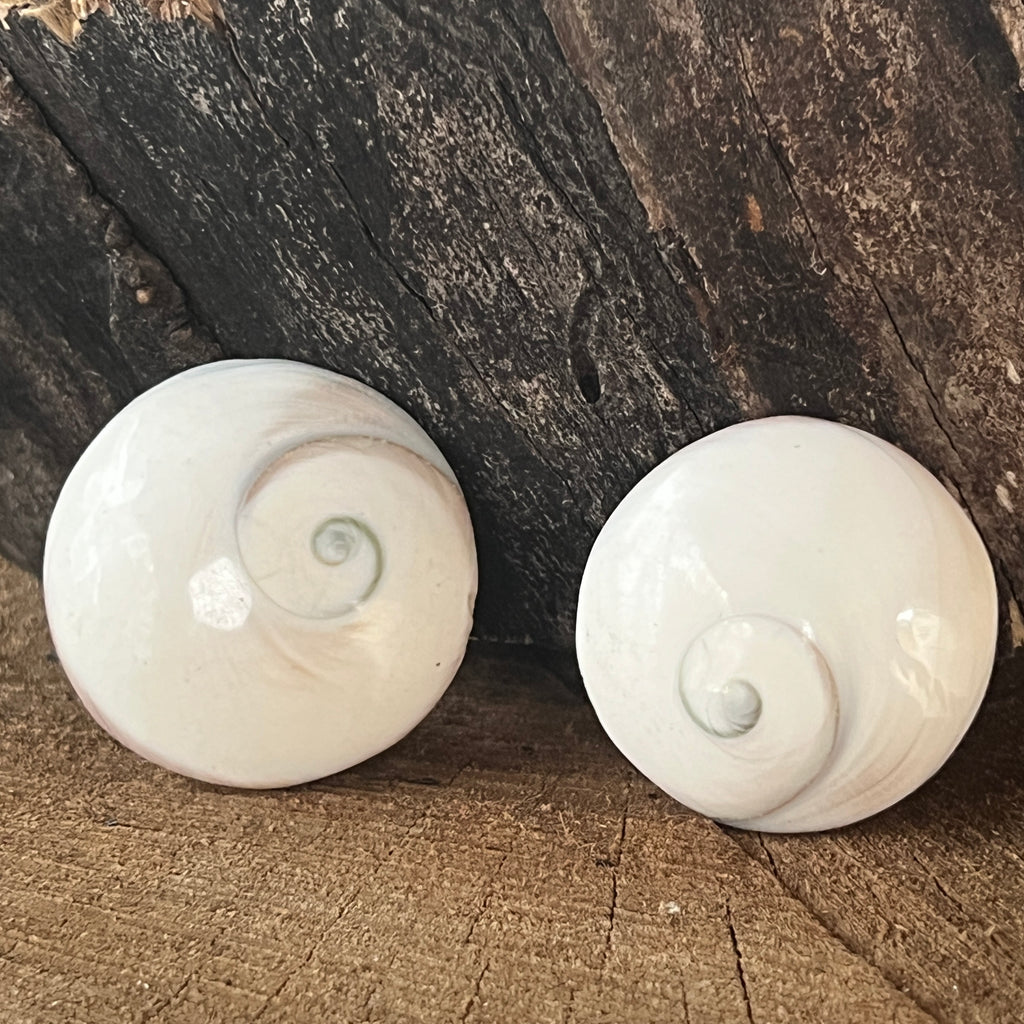 Scoică Ochiul lui Shiva, India, pietre semipretioase - druzy.ro 1 
