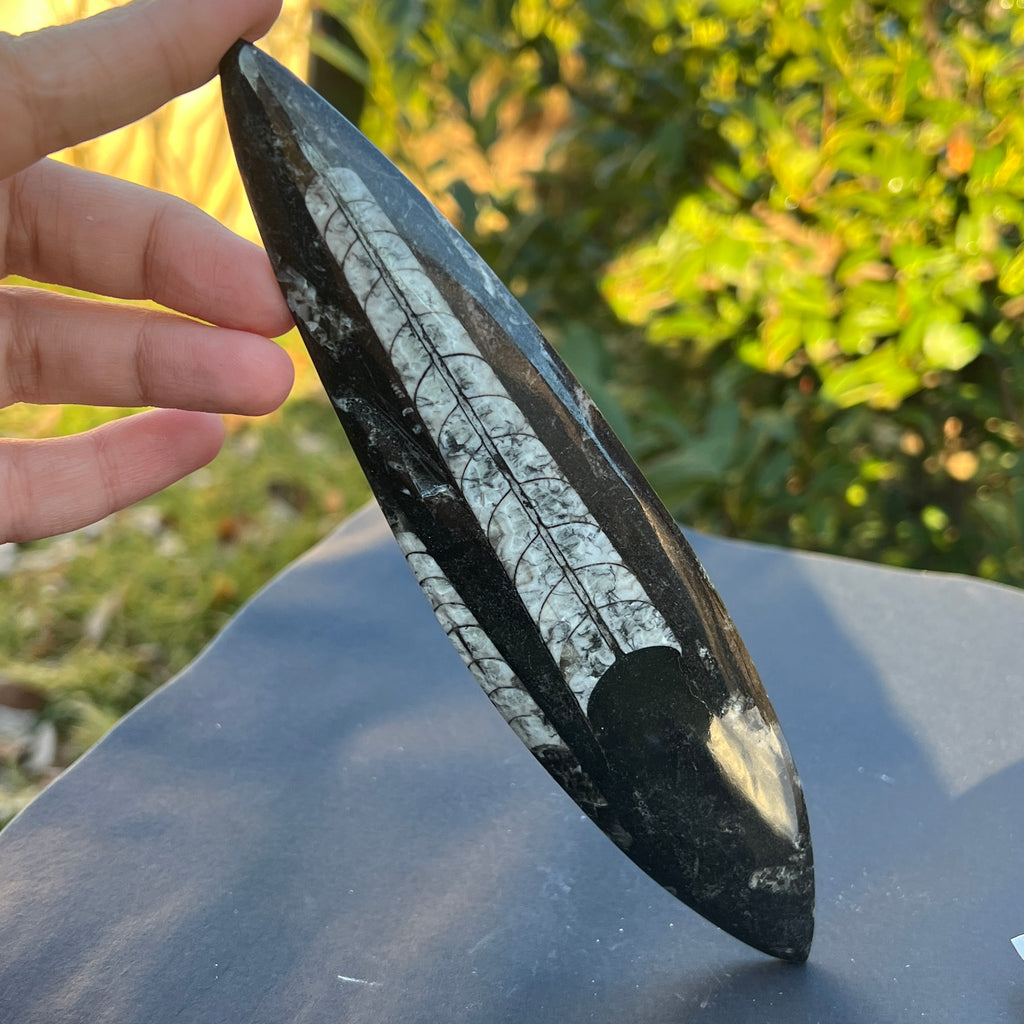 Fosil Orthoceras model 6, pietre semipretioase - druzy.ro 1 