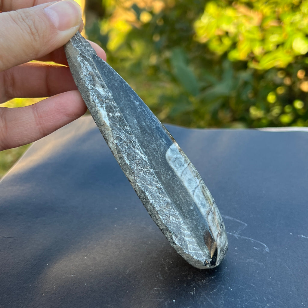Fosil Orthoceras model 9, pietre semipretioase - druzy.ro 2 