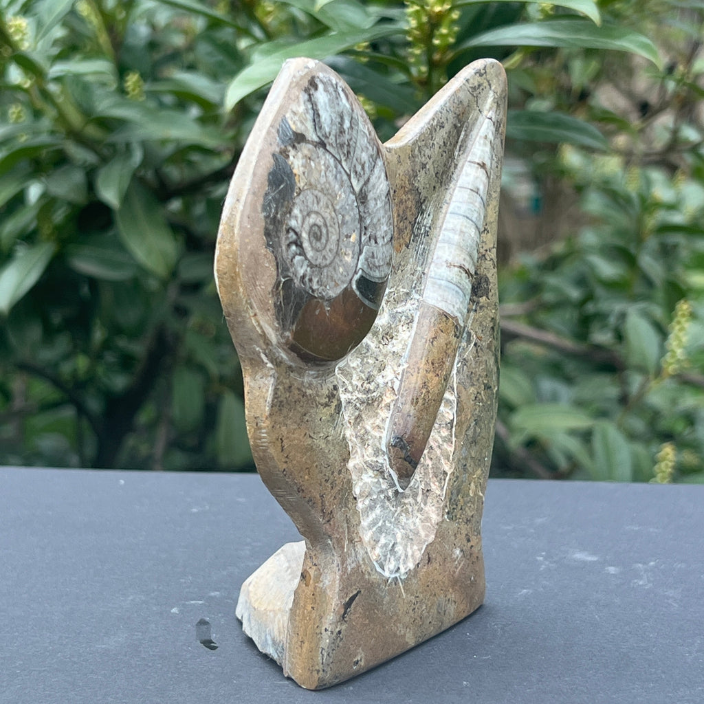 Sculptura Ammonit, Fosil Orthoceras 15 cm, pietre semipretioase - druzy.ro 4 