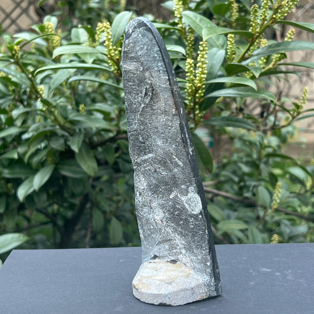 Sculptura Fosil Orthoceras, pietre semipretioase - druzy.ro 5 
