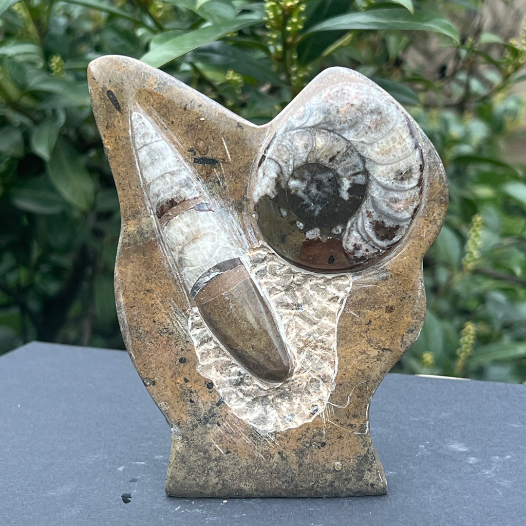 Sculptura Ammonit, Fosil Orthoceras 15 cm, pietre semipretioase - druzy.ro 3 