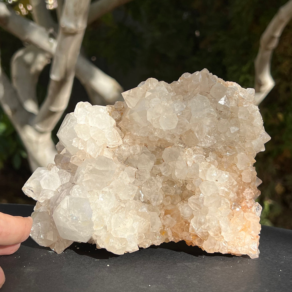 Cluster XL cuart cactus / cuart spirit model 1 Africa de Sud, druzy.ro, cristale 4