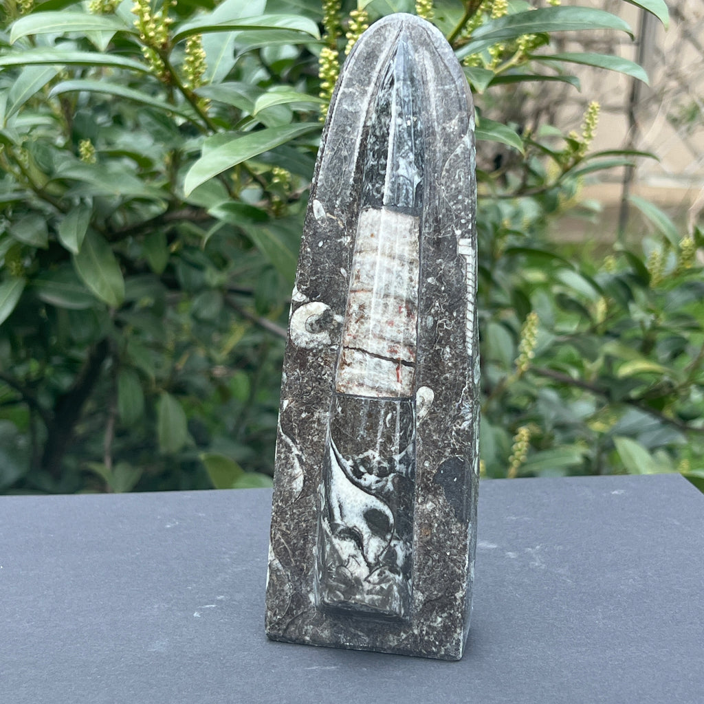Sculptura Fosil Orthoceras, pietre semipretioase - druzy.ro 4 