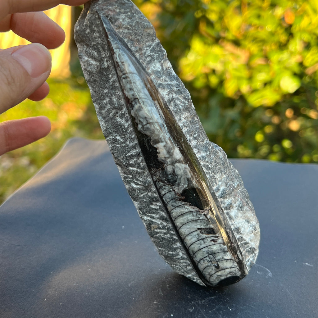 Fosil Orthoceras model 8, pietre semipretioase - druzy.ro 2 