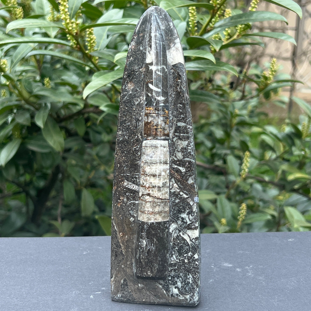 Sculptura Fosil Orthoceras, pietre semipretioase - druzy.ro 3 