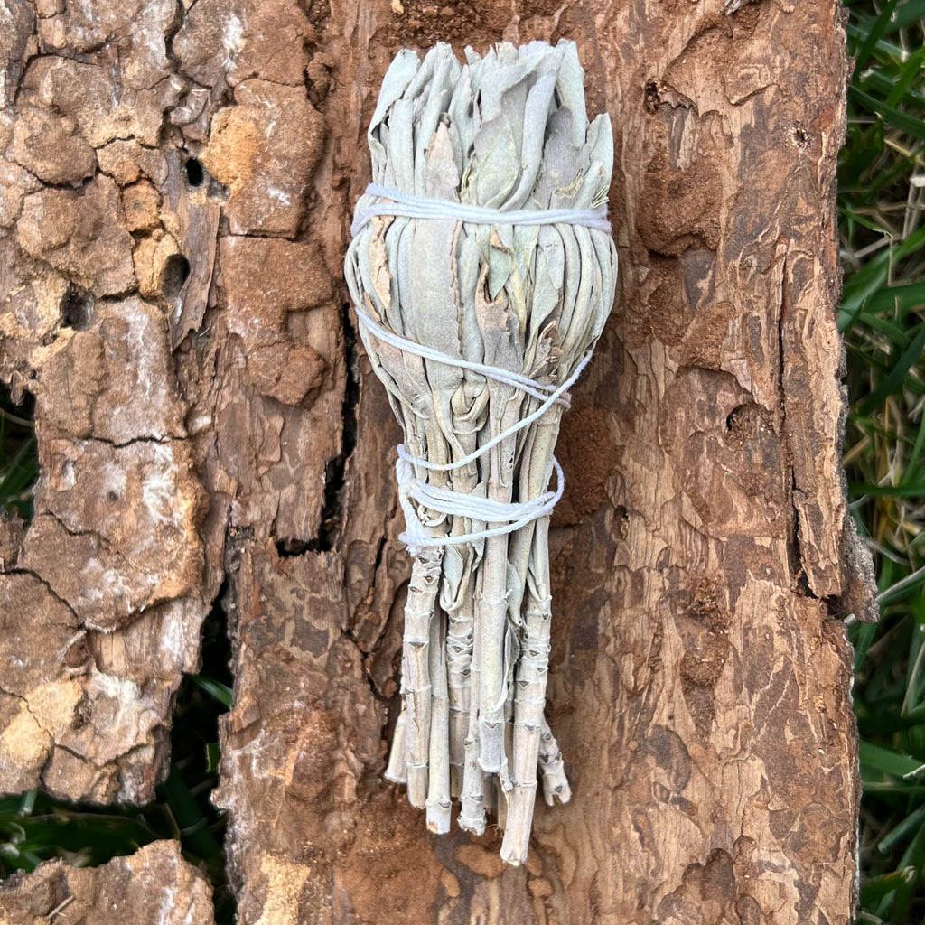 Buchet Salvie Alba Torta 12 * 4 cm White Sage, druzy.ro 2